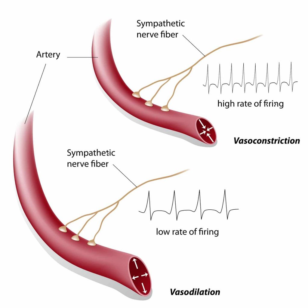 anesthetic agents nerve fibers